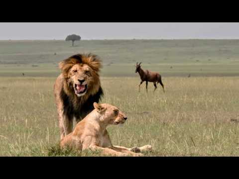 Survivre Et Séduire Les Rituels Animaux