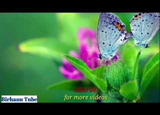 Worku Andualem አካል ደማማዬ ምርጥ ባህላዊ ሙዚቃ