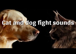  Cat And Dog Fight Sounds