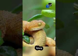  أفعى رأس الرمح الذهبية اخطر أفعى في العالم