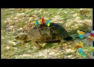 فاصل دعاية براعم السلحفاة 2011 2012 2013