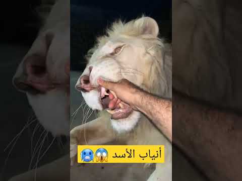 أنياب الأسد Lion Teeth