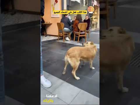 دائما نسمع عن وفاء الكلاب ولكن ما فعله هذا الكلب غريب حقا Shorts