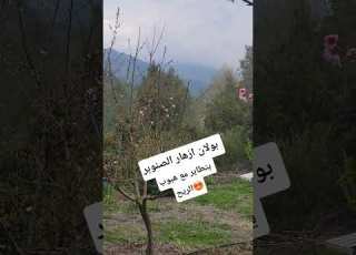 منظر رائع تطاير ريحيق ازهار الصنوبر مع نسماة الهواء جعل الجو اصفر