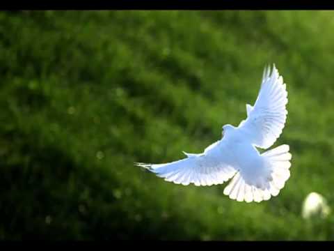 هو الله مصطفى العزاوي