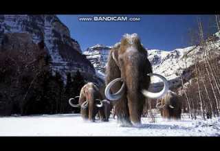 Woolly Mammoth Sounds
