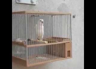  سبحان الله كناري بصوت المقنين