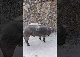  Escorting The Swine Line 10