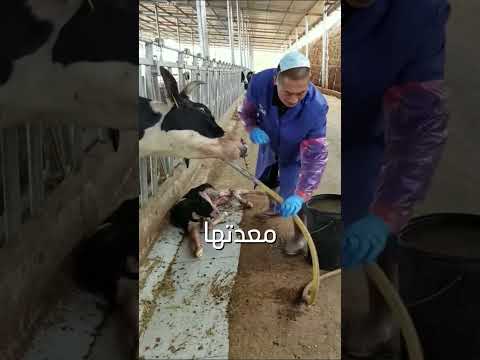 كيف ينقذ هذا الأنبوب حياة البقرة