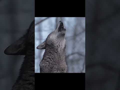 ياذيب انا بوصيك لاتاكل الذيب