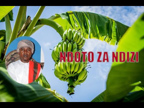 TAFSIRI ZA NDOTO ZA NDIZI