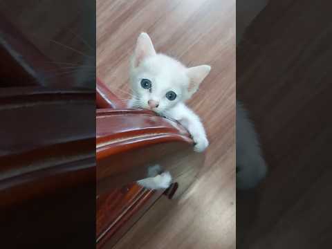 Every Time I Called Him He Walked Like Seeing Something Strange So Lovely Kitten Shortvideo Cat