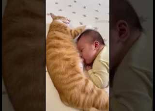  What A Generous Mama Cat Viralvideo Funny Laugher Comedy Funnyanimal Youtubeshorts U