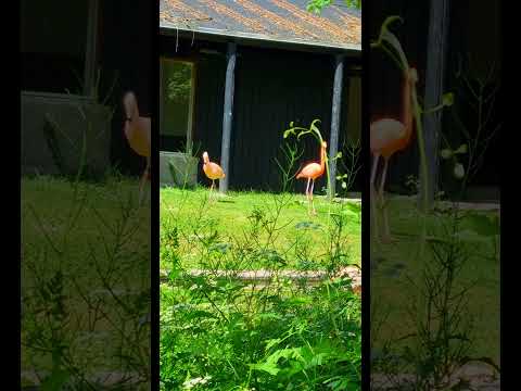 Flamenco Dance With The Owner Of The Name