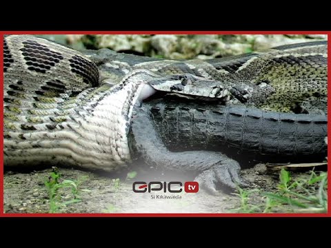 FAHAMU KUHUSU JOKA KUBWA ZAIDI KUWAHI TOKEA DUNIANI LAMMEZA MAMBA LIVE