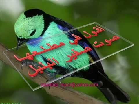 صوت صفير البلبل بصوت طفل