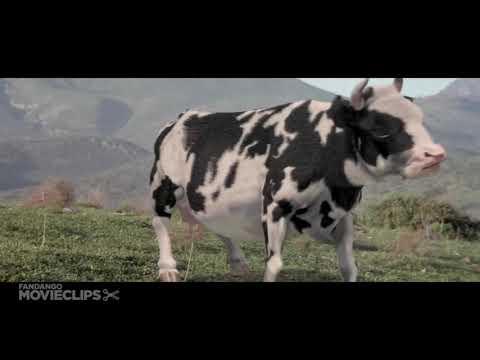 بقرة مضحكة مقاتلة هههه لا يفوتك