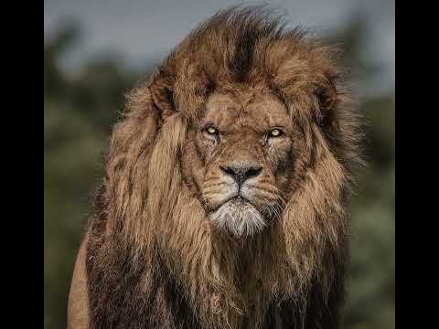 اسد خلف شبل بعده