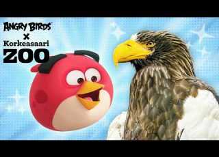 Red Meets The Steller S Sea Eagle Angry Birds Feathery Friends At Korkeasaari Zoo