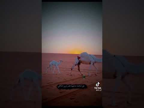 انا معك مثل الطفل ابو خمس ست اعوام