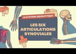 The 6 Types Of Synovial Joints Explained Simply