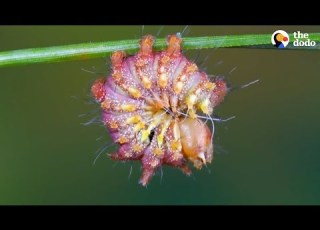  Watch This Caterpillar Turn Into A Chinese Luna Moth The Dodo