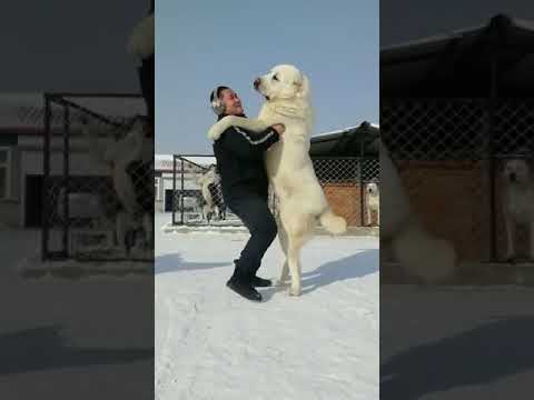 الاباي أقوي كلب في العالم قاتل الذئاب