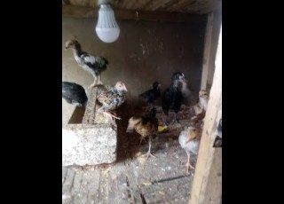 JINSI YA KUTOTOA MAYAI YA KUKU NA KANGA KWA NJIA YA BOX