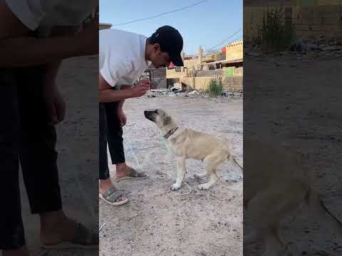 احسن طريقه لتدريب كلب الكانجال الجبلي عجيب