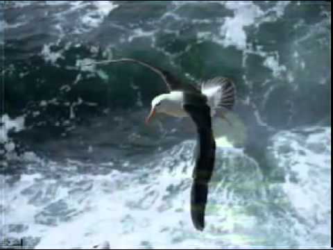 Cheb Bahwawi Rani Nebghik Artiste De Gafsa Mp4