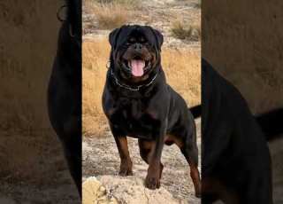 Rottweiler S Rock Solid Confidence Majestic Unstoppable PowerfulPup ConfidenceOnTheRock
