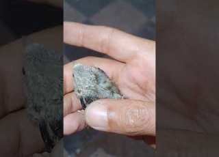  Goldfinch Chick Missing And The Second One Lost Inside The Aviary