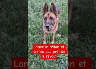 Lance Le Bâton Funnydog Chien Bergerallemand Dogshorts Animals Jodie Germanshepherd