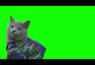 猫ミーム ドヤ顔猫 グリーンバック 猫ミーム ドヤ顔猫 グリーンバック