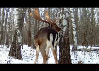  Лани хулиганят а благородные олени ведут себя прилично Fallow Deer Indulge But Red Deer Do Not