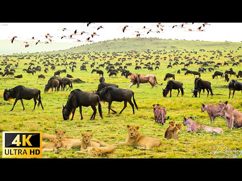 4K African Wildlife The World S Greatest Migration From Tanzania To Kenya With Real Sounds