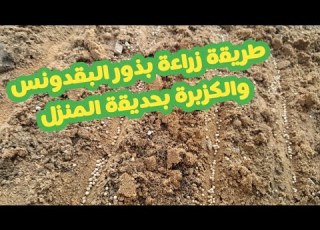  طريقة زراعة بذور البقدونس والكزبرة بحديقة المنزل