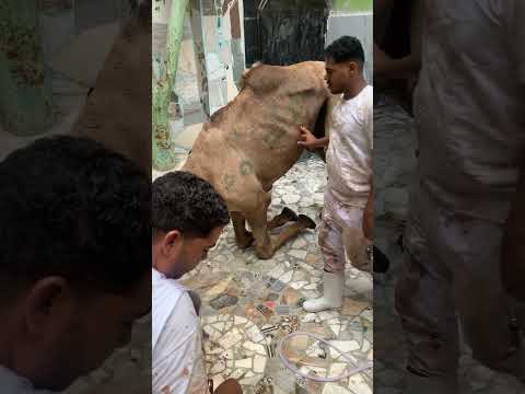 لبيك اللهم لبيك لبيك لا شريك لك لبيك