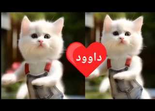  داوود داوود قلبى ياناس اغنية باسم داوود ديدو اغنيه بأسم داوود السعودية الامارات الجزائر المغرب