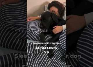 The Reality Of Sleeping With Your Dog On The Bed Labrador Cutedog