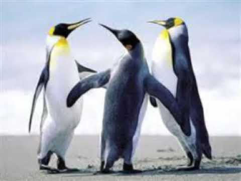 دروبي العلاقمه اهداء للغالي الجوك بغيابو