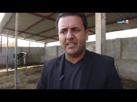 داء الكلب يصيب الأبقار في بابل ومخاوف من انتقاله للإنسان