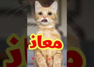  معاذ معاذ معاذ معاذ معاذ معاذ معاذ معاذ معاذ معاذ معاذ معاذ معاذ معاذ معاذ معاذ معاذ معاذ معاذ معاذ