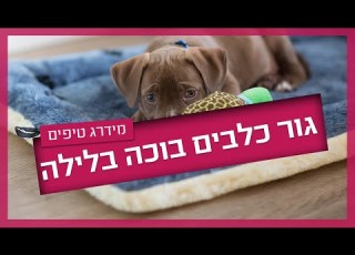 גור כלבים בוכה בלילה מה עושים
