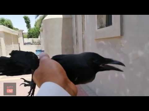 مسك غراب يبي يشوف رده فعل الغربان الثانيه شوفوا ايش حصل مسك غراب يبي يشوف رده فعل الغربان الثانيه شوفوا ايش حصل