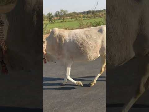 Yoooo Animals Cow In Of It Wildlife Youtubeshorts 2025