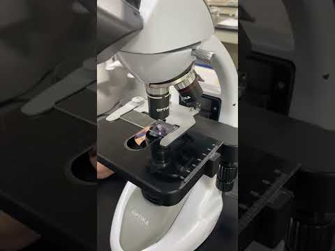 الدم تحت المجهر خلايا دم بيضاء خلايا دم حمراء يوميات طب طالبة طب كلية الطب مختبرات