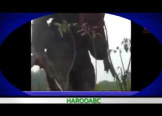  Walaloo WBO Faarsitu Tana Itiin Boharaa