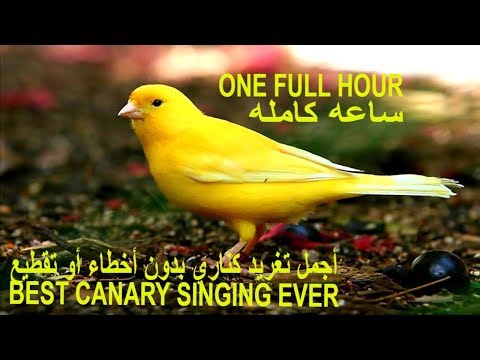 أجمل تغريد كناري بدون أخطاء أو تقطيع لتدريب ألكناري