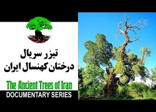 تیزر سریال درختان کهنسال ایران